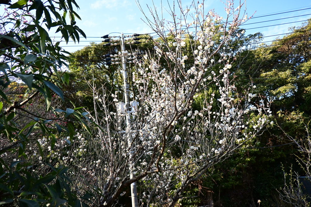 冠梅園