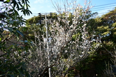 冠梅園