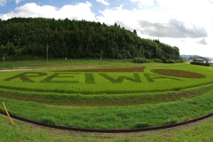 田んぼアート2019　in田布施