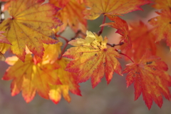 伊藤公記念公園の紅葉