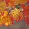 伊藤公記念公園の紅葉
