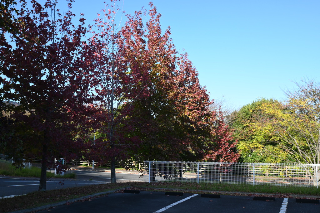 初めての一眼と紅葉W