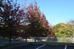 初めての一眼と紅葉W