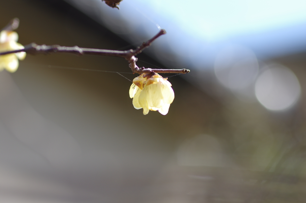 蝋梅もマクロで