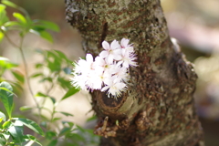 庭桜