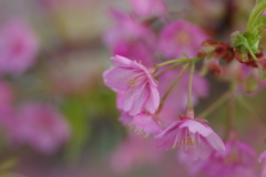 家族で河津桜