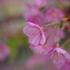 家族で河津桜