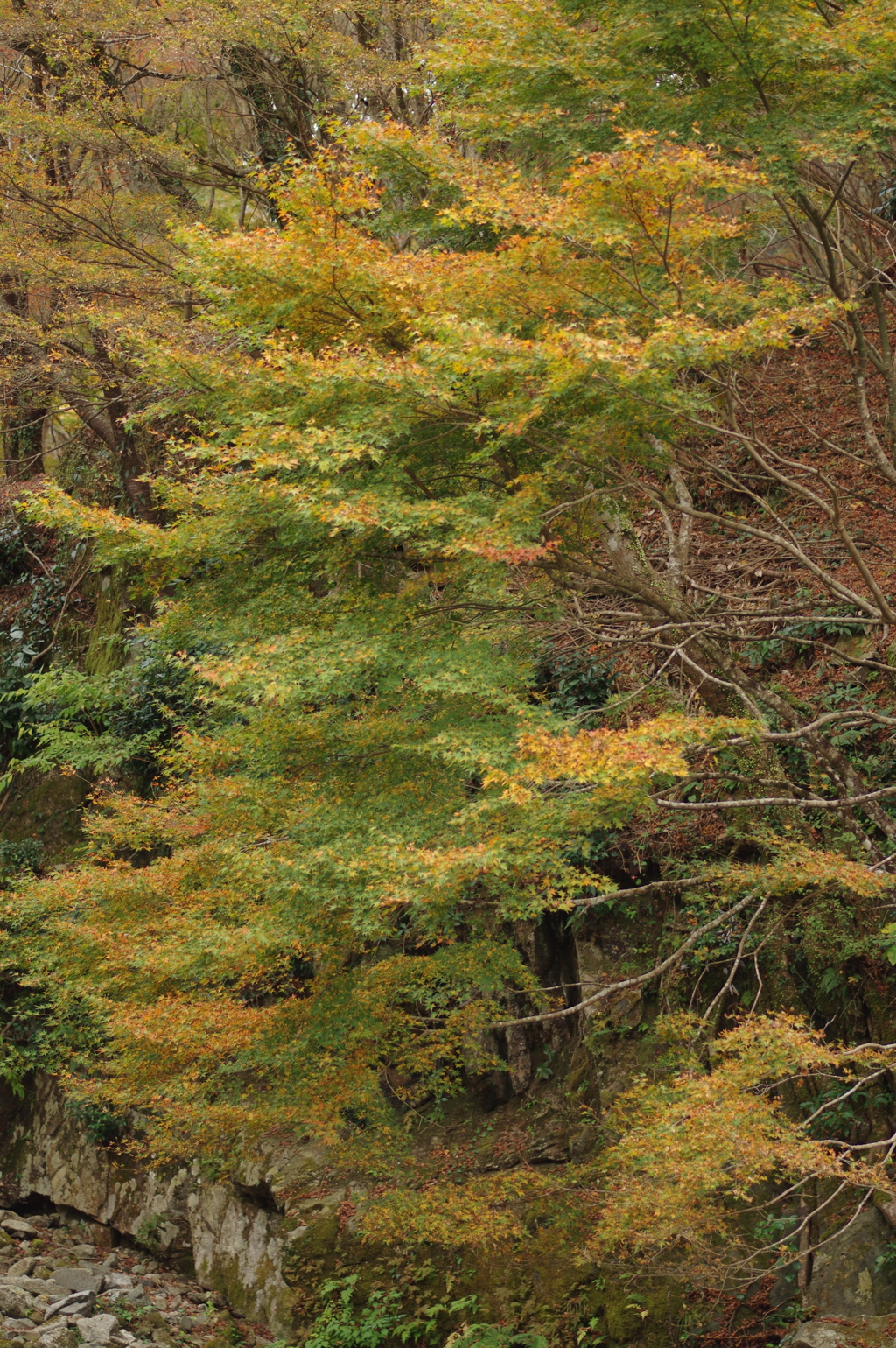 親子で紅葉狩り