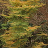 親子で紅葉狩り