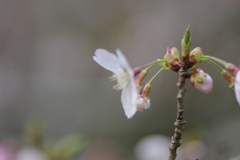 子供を抱えながらの花見