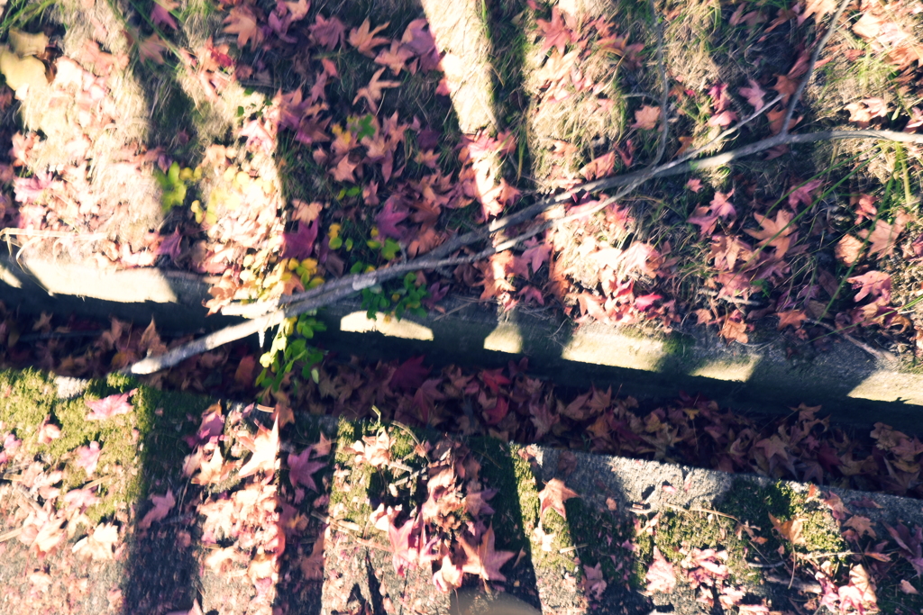 スポーツ公園内でウォーキング撮影