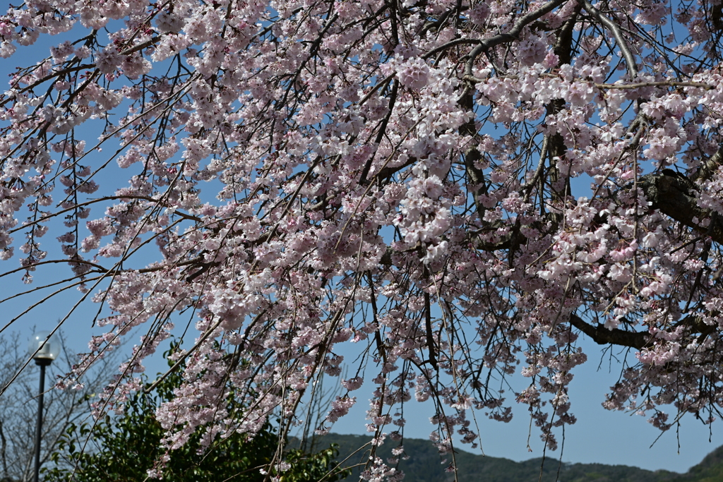 親子で花見散歩