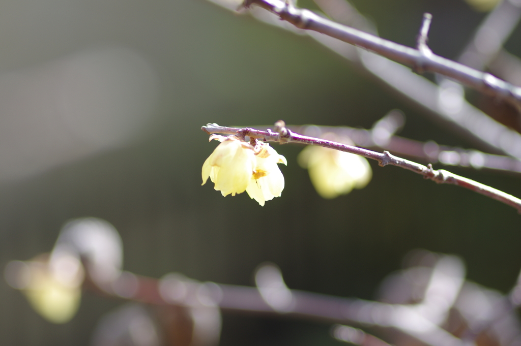 蝋梅もマクロで