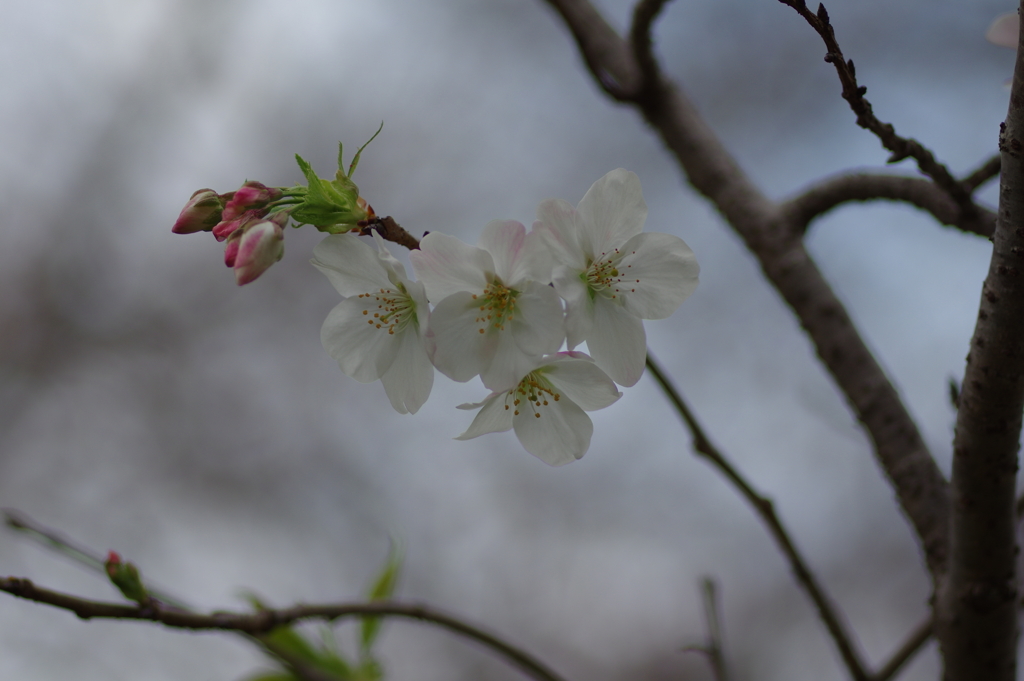 子供を抱えながらの花見