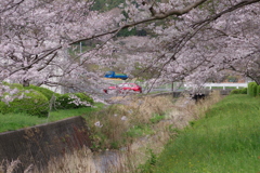 続花見は写真で