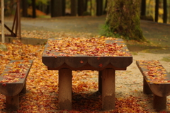 紅葉狩り２０２１