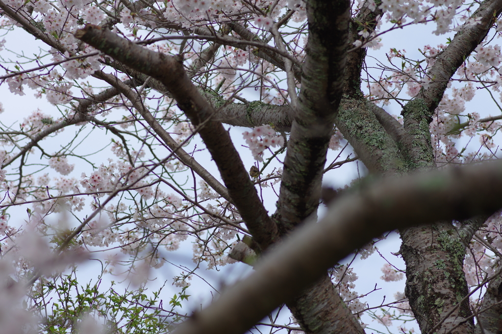 雨上がり一人でお花見