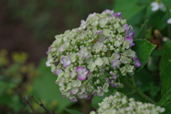 庭紫陽花