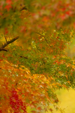 夫婦で紅葉狩り