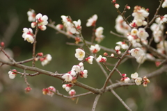 仕事帰りに梅園散策