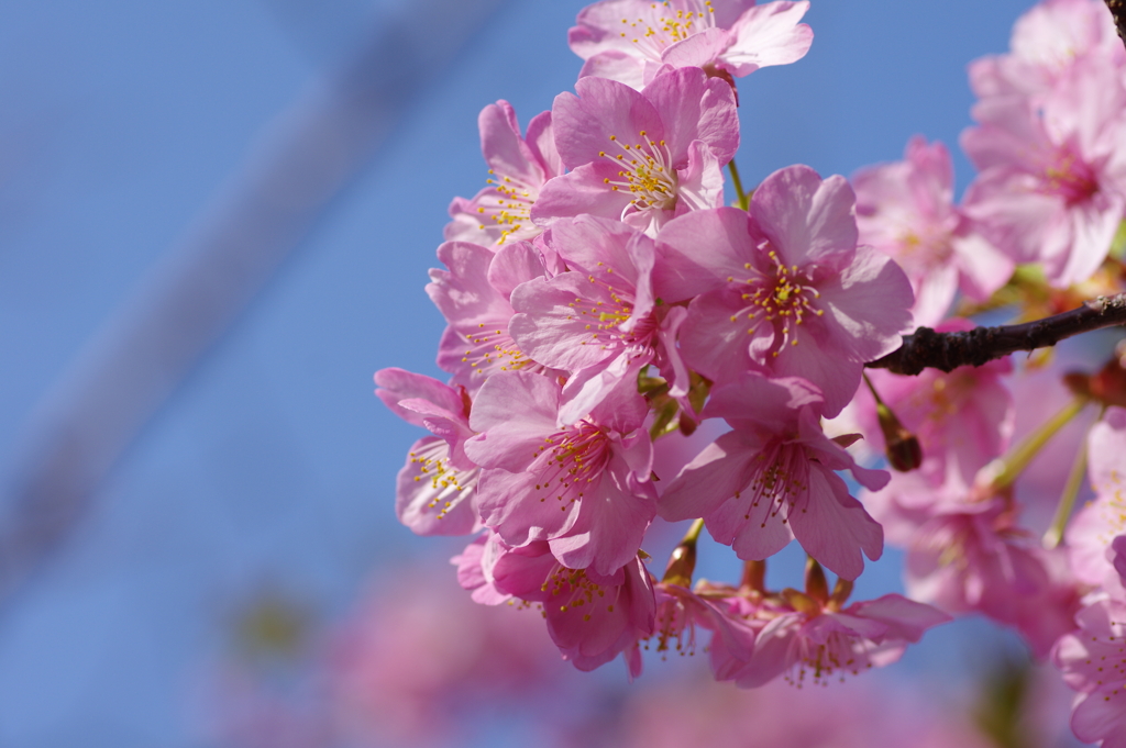 河津桜2021