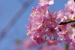 河津桜2021