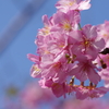 河津桜2021