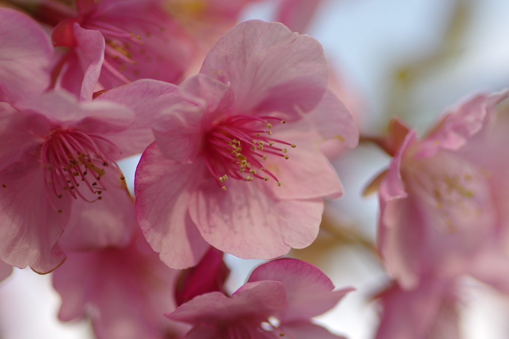 河津桜2020