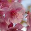 河津桜2020