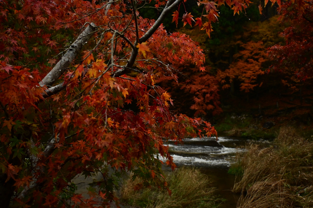 夫婦で紅葉狩り