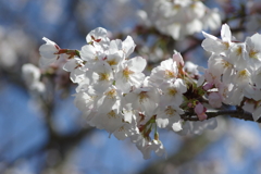 いつもの花見スポットで