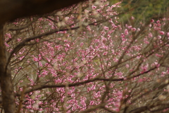 冠梅園
