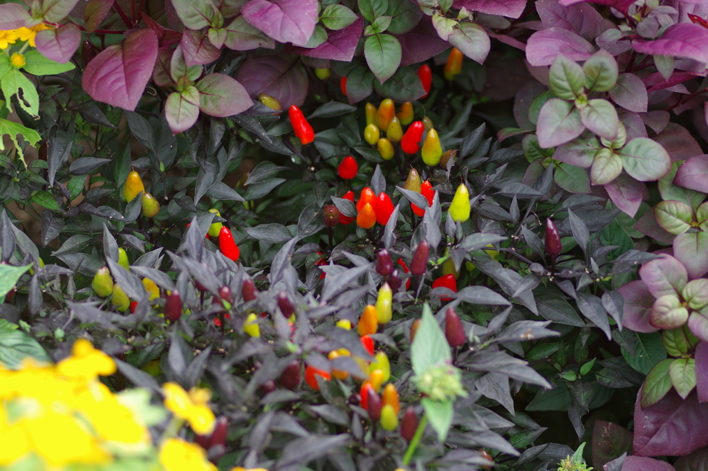 やまぐちフラワーランド