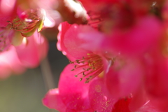 ひっそりと咲いていた木瓜の花