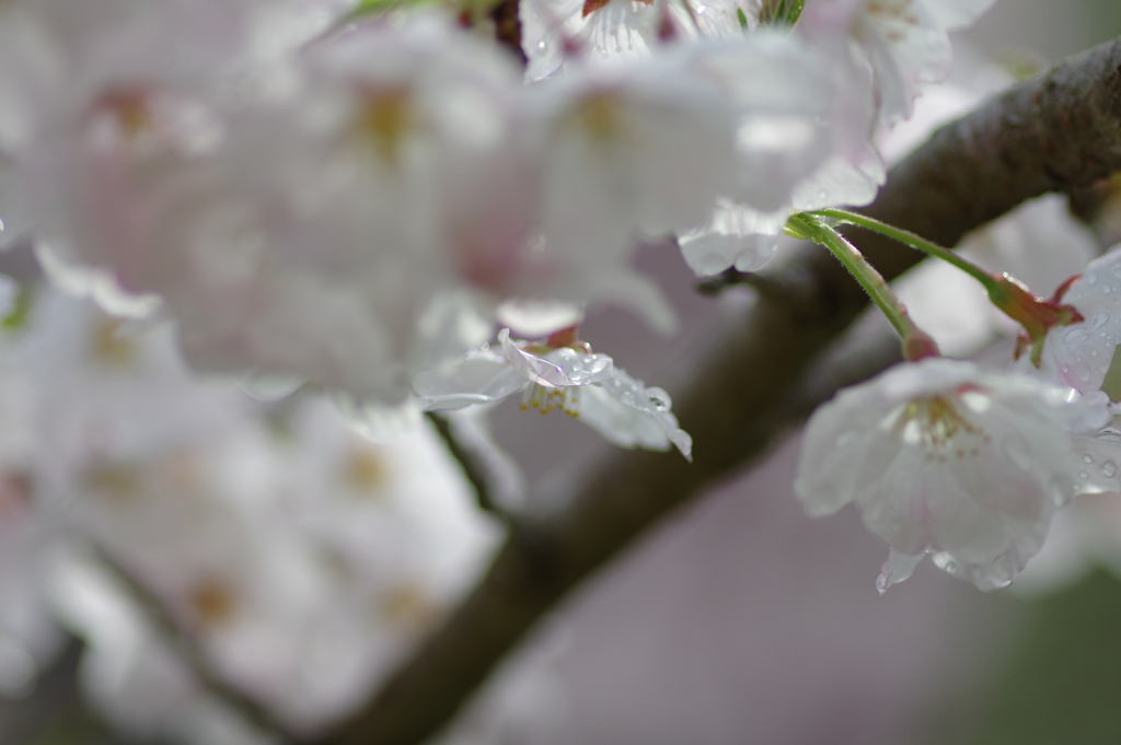 雨上がり一人でお花見