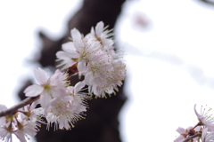庭の桜