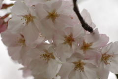 花見はカメラで