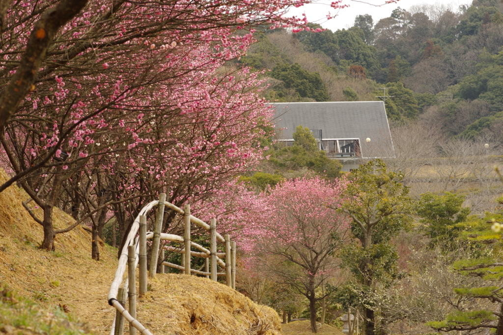 冠梅園