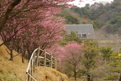 冠梅園