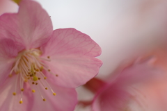 表から花脈