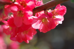 ひっそりと咲いていた木瓜の花