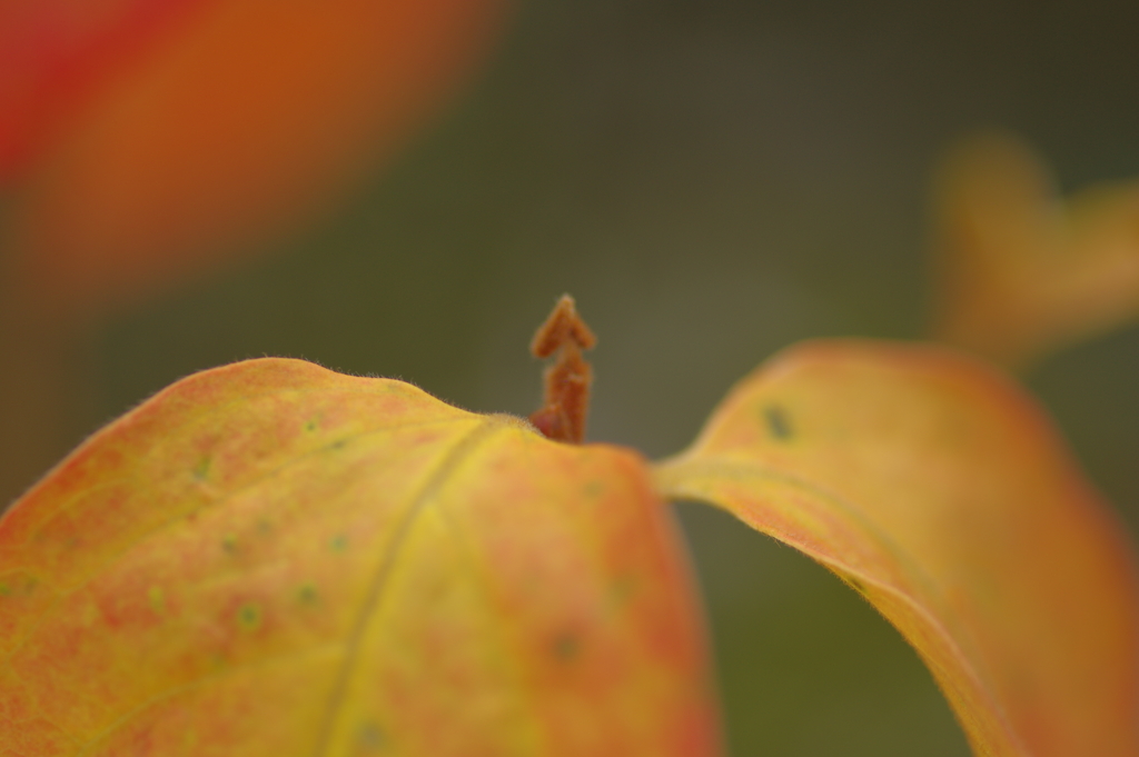 カメラ２台を抱えて紅葉終わり