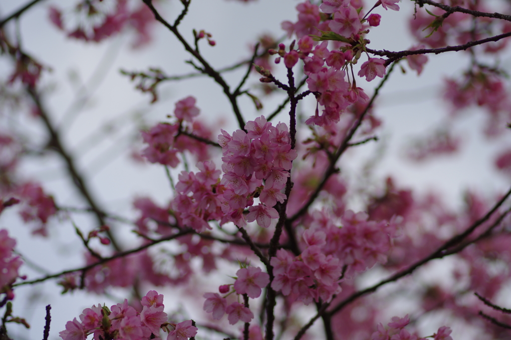 家族で河津桜
