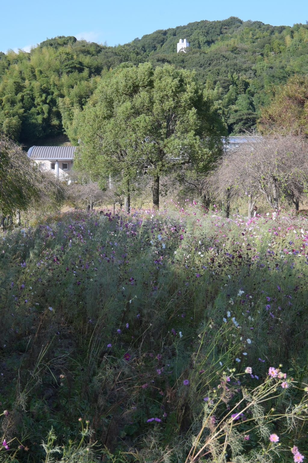 親子で秋桜撮影