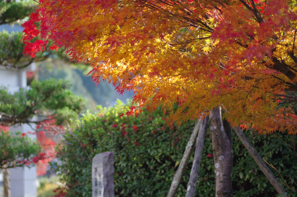伊藤公記念公園の紅葉