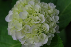庭紫陽花