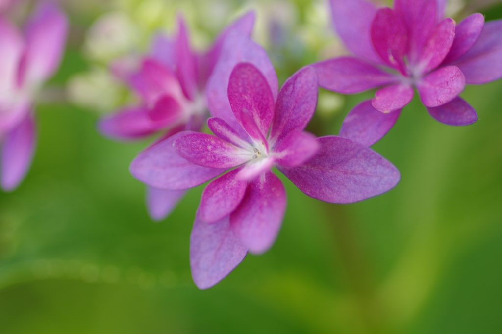 紫陽花は咲いても梅雨入りしない