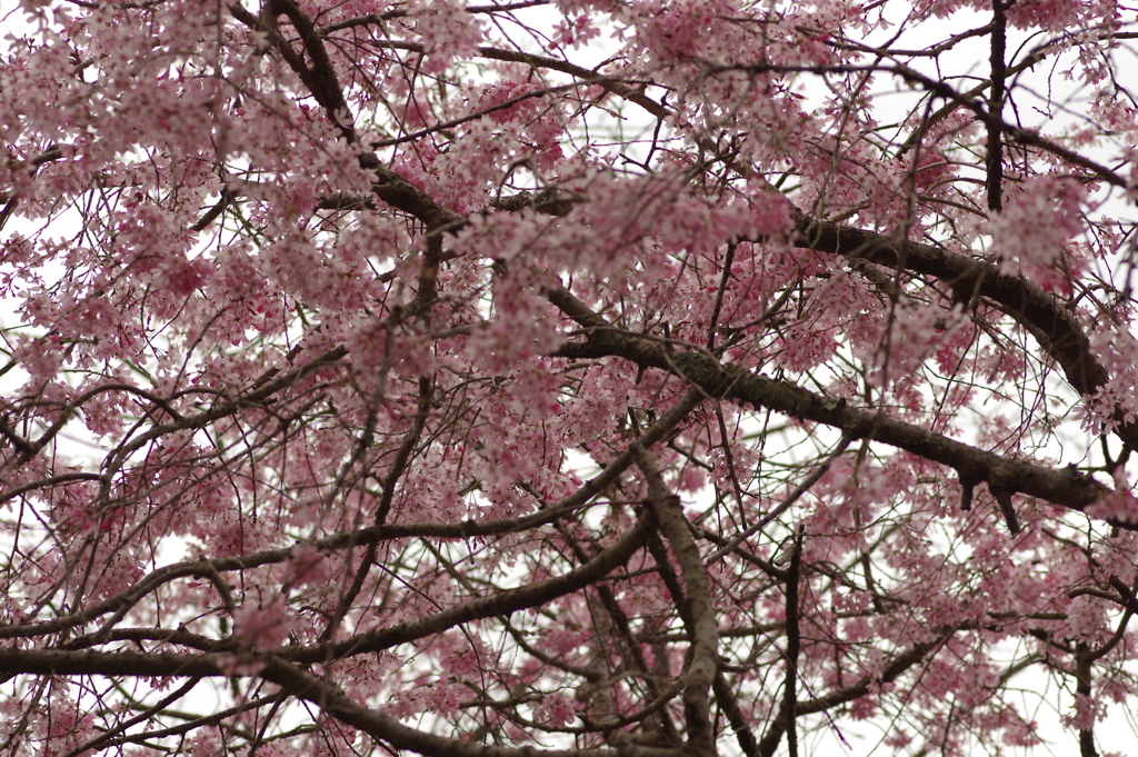 雨上がりお花見2021