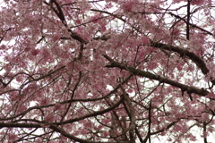 雨上がりお花見2021