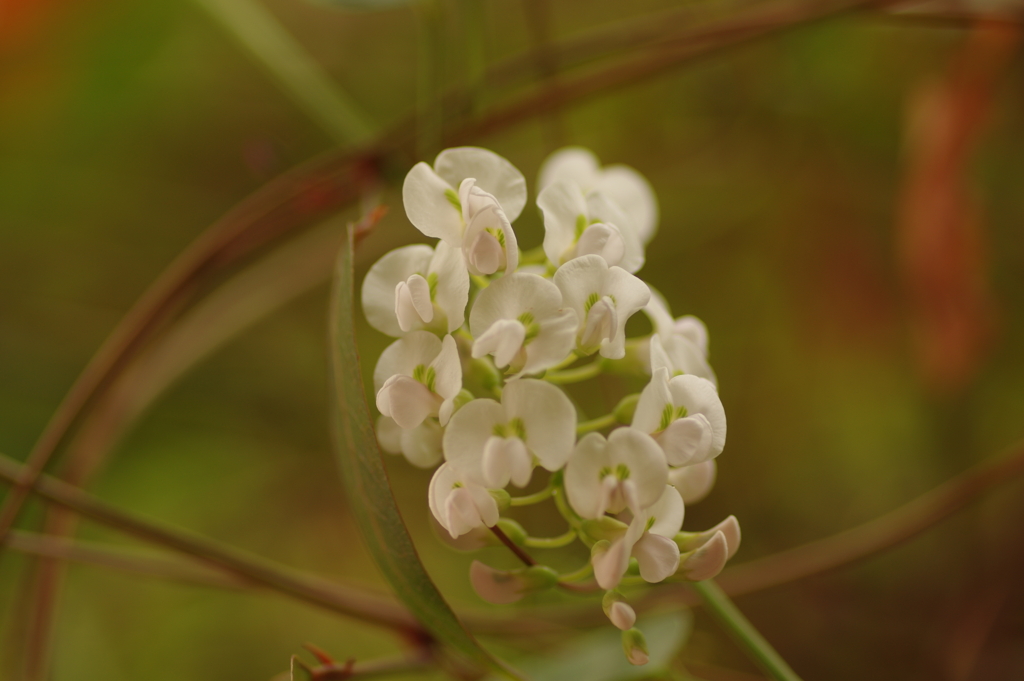 ハーデンベルギア